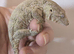 Leachianus Gecko F2 Tremper line Bayonnaise x Moro CB 25
