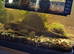 Plecs for sale