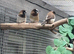 5 Bengalese finches