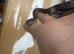 Russian rat snake juvenile