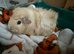 Guinea pigs