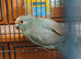 Male Kakariki