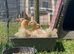 Embden goslings for sale