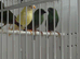 Young blue face parrot finches