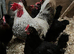 Copper marran x cream legbar hatching eggs