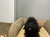 Maggie two stunning black cockapoo girls