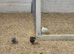 Button quail for new home FREE