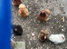 7 bantham