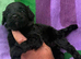 F1 small mini cockapoos various colours 30 dna health tested clear