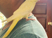 Beautiful young cockatiels looking for loving homes