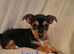 Jack Russell cross puppies