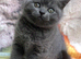 Blue BSH kittens