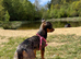 Dachshund x