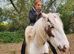 Gorgeous red roan cob gelding &pound;2000 ono