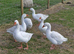 Embden Goslings