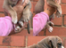 Stunning Old English Bulldog Pups