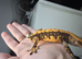 Cappuccino creste gecko male poss tangerine