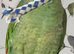 Hand Reared Baby Amazon Parrots
