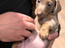 Dachshund
