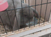 Mini lop blue 4 mouth old