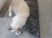 Ragdolls