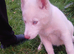 White female.blue eyes