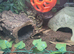4 snakes 3 female 1 male
