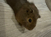 Baby guinea pigs