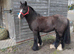 12-2 5yrs old mini cob gelding