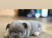 5 STAR FRENCH BULLDOGS