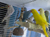 Baby Indian Ringneck parrot
