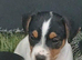 Jack russel pup for sale