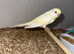 Young budgies