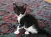 Kittens for sale