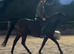 Beautiful 15.1 mare PC/Event SJ/Hack