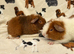 Assorted baby boar guinea pigs