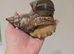 GIANT AFRICAN LAND SNAILS