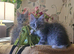 Ready Now Mainecoon kittea