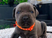 Cane corso pups