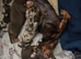 Kc Miniature Dachshund