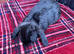 Mini lop / plush lop
