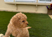 Lovely Cavapoos