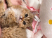 British shorthair chinchilla kitten