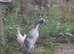 Indian runner duck