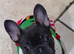 Frenchie
