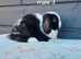 Gorgeous mini lop rabbits ready now