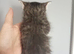 3 x male ragdoll x tabby kittens
