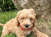 Cavapoochon puppies