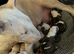 8 x KC Registered English Bullterrier Puppy’s