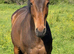 8yr old 16.2 thoroughbred gelding